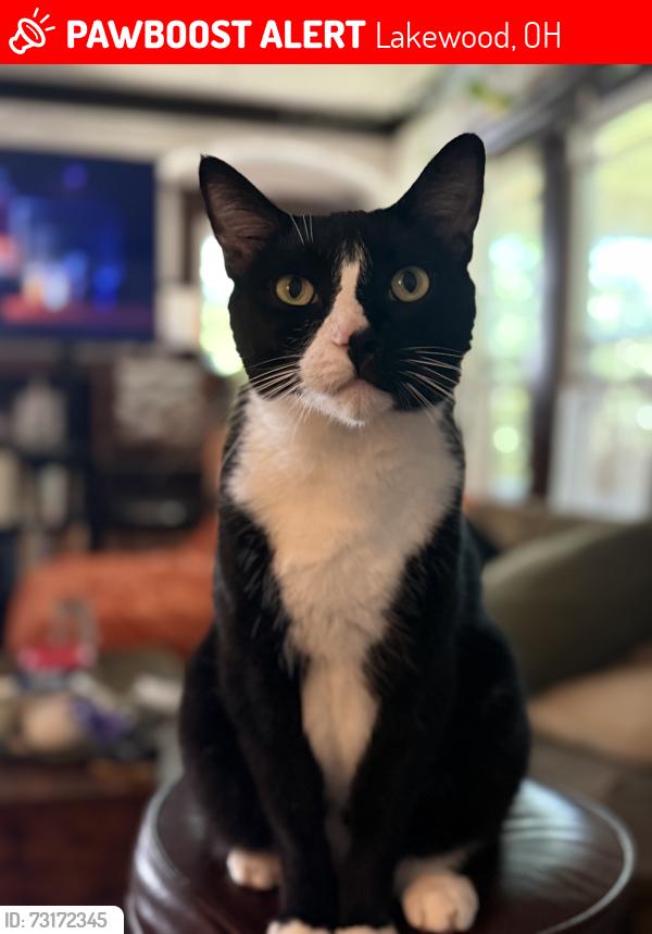 Lost Male Cat last seen Athens and Madison, Lakewood, OH 44107
