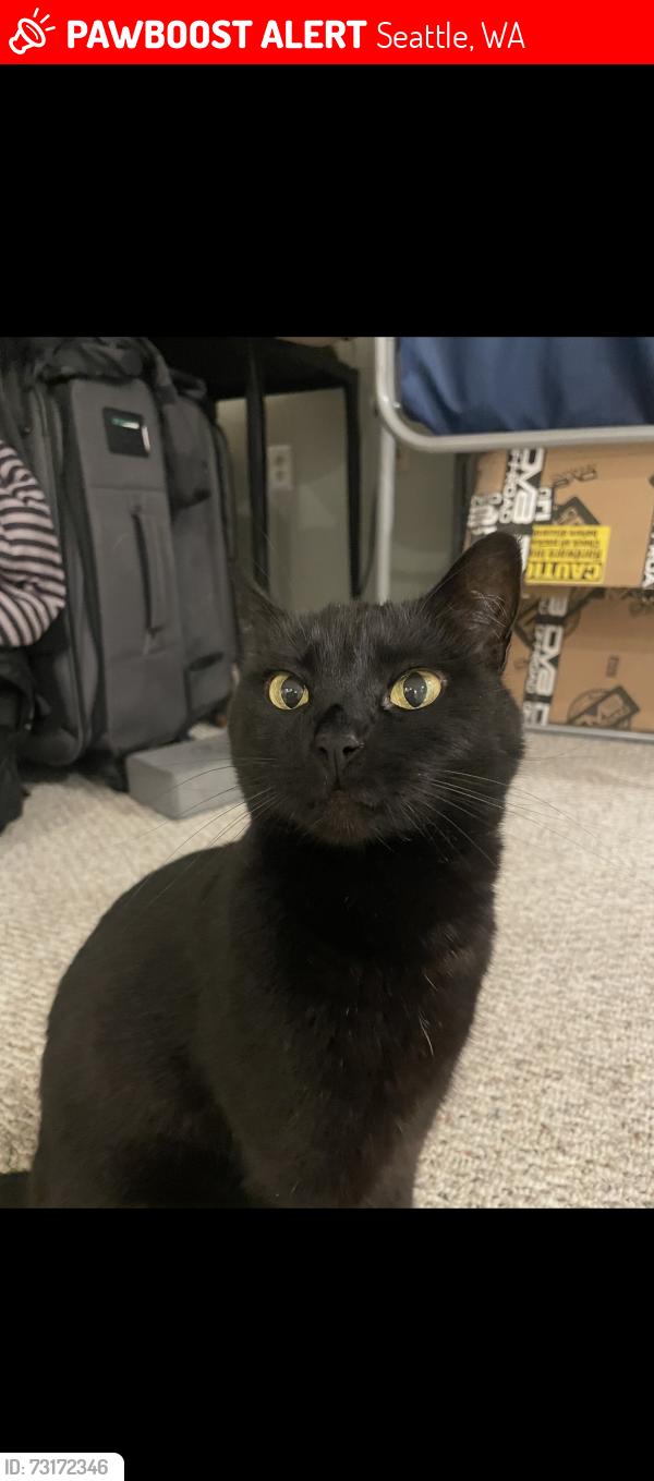 Lost Female Cat last seen 4th ave and wheeler street, Seattle, WA 98109