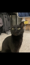 Lost Female Cat last seen 4th ave and wheeler street, Seattle, WA 98109