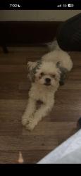 Lost Male Dog last seen Sorensen, Omaha, NE 68111
