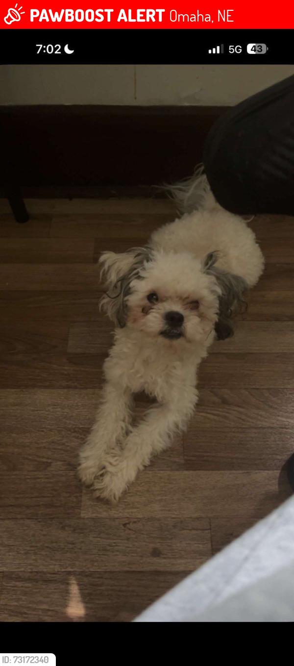 Lost Male Dog last seen Sorensen, Omaha, NE 68111