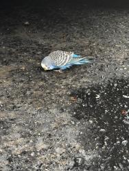 Found/Stray Unknown Bird last seen Leman at Lawndale apts, Greensboro, NC 27408