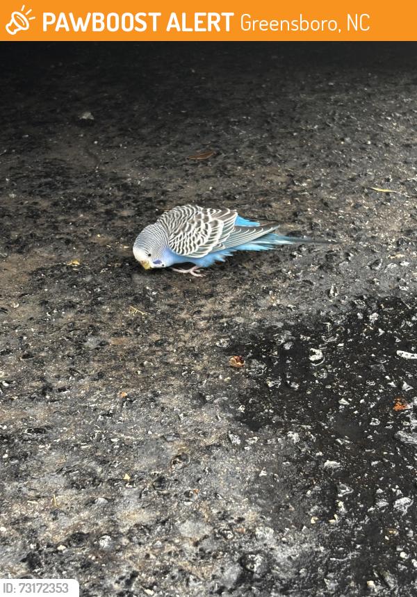 Found/Stray Unknown Bird last seen Leman at Lawndale apts, Greensboro, NC 27408