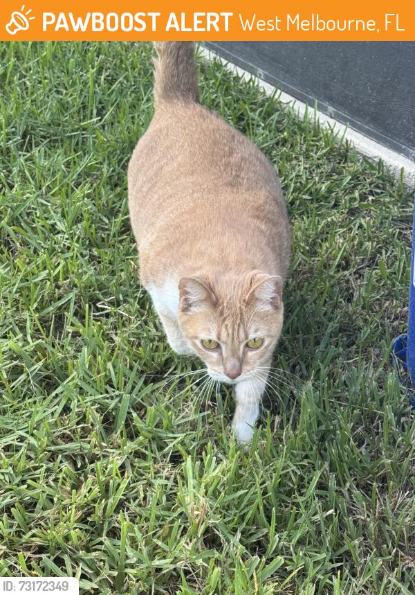 Found/Stray Female Cat last seen Wawa Palm Bay Rd & Durham, West Melbourne, FL 32904