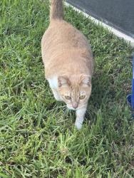 Found/Stray Female Cat last seen Wawa Palm Bay Rd & Durham, West Melbourne, FL 32904