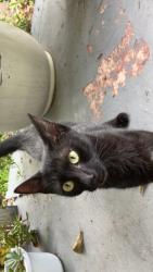 Reunited Female Cat last seen Holiday dr by 19, Holiday, FL 34691