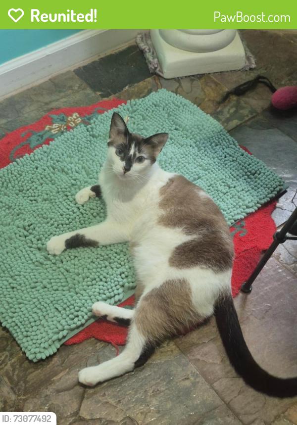 Reunited Male Cat last seen William Blvd., Ridgeland, MS 39157