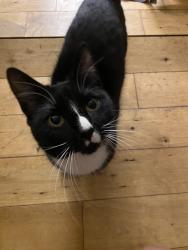 Found/Stray Male Cat last seen Near the church, Greater London, England SE14 5DJ