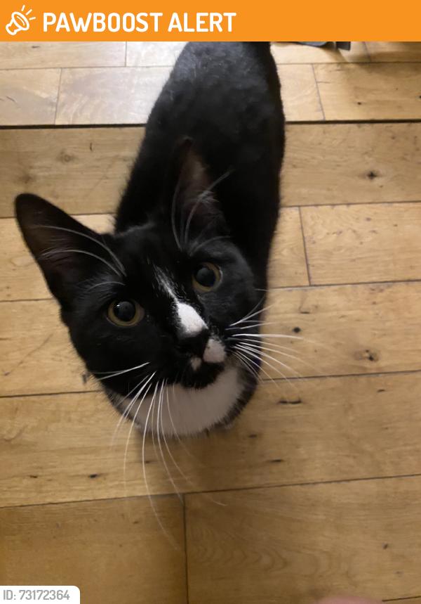 Found/Stray Male Cat last seen Near the church, Greater London, England SE14 5DJ