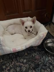 Reunited Female Dog last seen Niessen Way and Fair Oaks Blvd, Fair Oaks, CA 95628