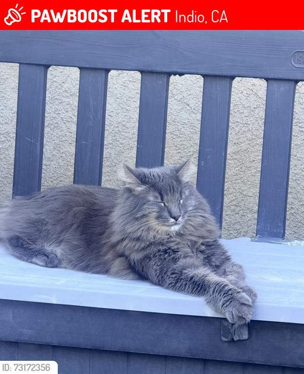 Lost Male Cat last seen Desert Trace community, Indio, CA 92203