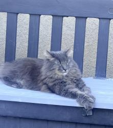 Lost Male Cat last seen Desert Trace community, Indio, CA 92203