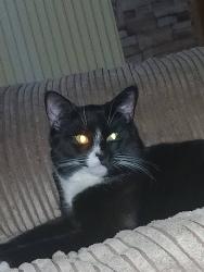 Lost Male Cat last seen Ws108be, West Midlands, England WS10 8BE