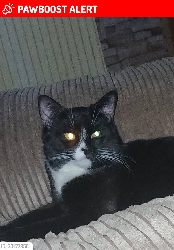 Lost Male Cat last seen Ws108be, West Midlands, England WS10 8BE