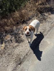 Found/Stray Male Dog last seen https://maps.apple/p/kJDUx~PHhWTie3, San Jose, CA 95110