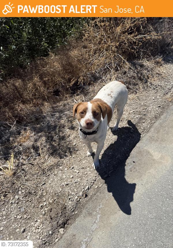 Found/Stray Male Dog last seen https://maps.apple/p/kJDUx~PHhWTie3, San Jose, CA 95110