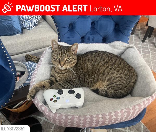 Lost Male Dog last seen Lidl by Laurel Hill, Lorton, VA 22079