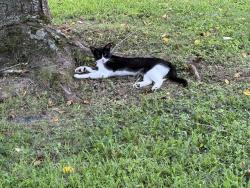Found/Stray Male Cat last seen Autumn oaks cemetery, Olive Branch, MS 38654