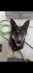 Lost Male Dog last seen Irene avenue California city, California City, CA 93505