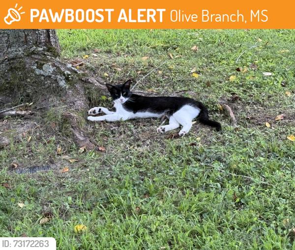 Found/Stray Male Cat last seen Autumn oaks cemetery, Olive Branch, MS 38654