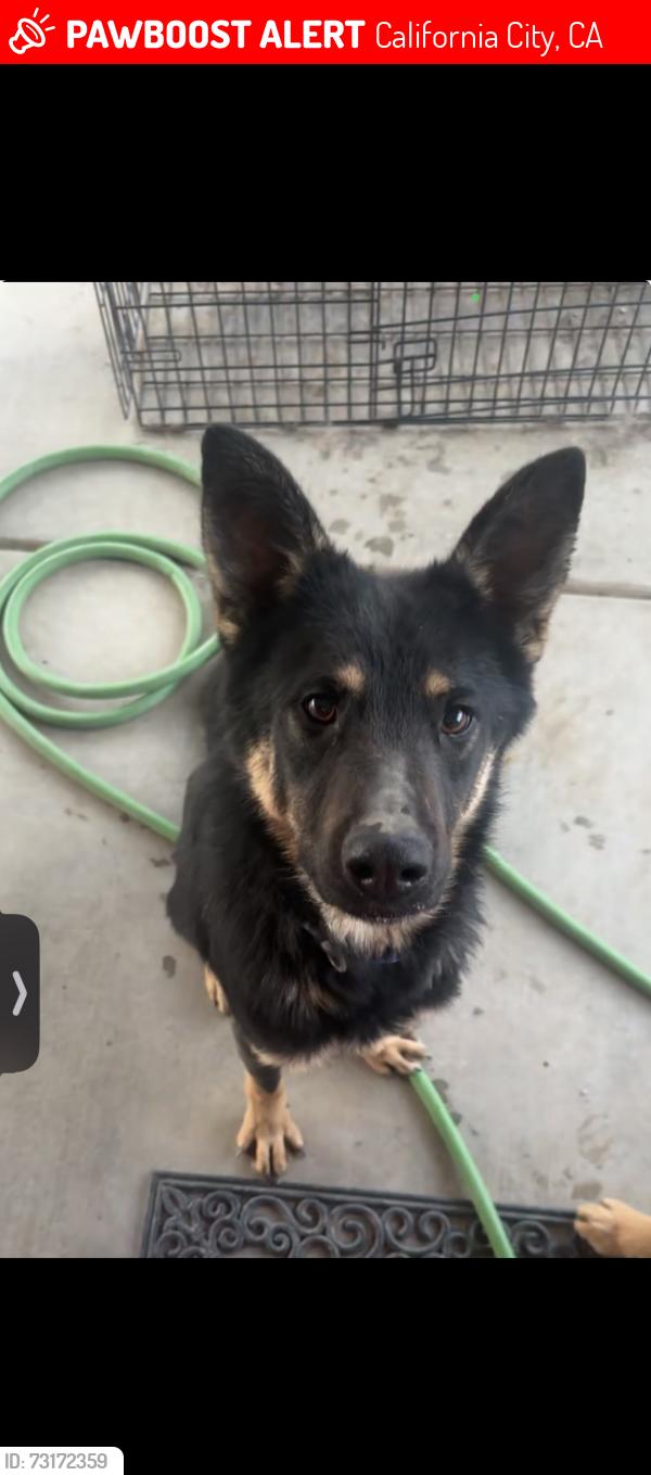 Lost Male Dog last seen Irene avenue California city, California City, CA 93505