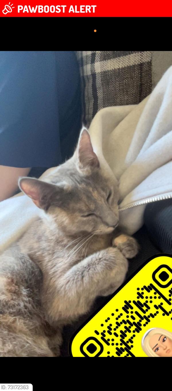 Lost Female Cat last seen Last seen oak circle, Norfolk, England PE30 4NY