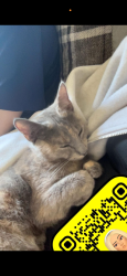 Lost Female Cat last seen Last seen oak circle, Norfolk, England PE30 4NY