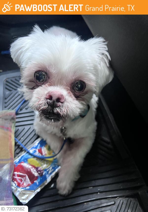 Found/Stray Female Dog last seen Paddington ln. Down the street from ymca in Grand Prairie, Grand Prairie, TX 75052