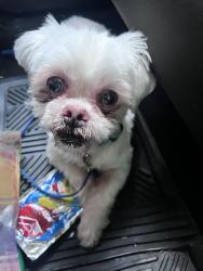 Found/Stray Female Dog last seen Paddington ln. Down the street from ymca in Grand Prairie, Grand Prairie, TX 75052