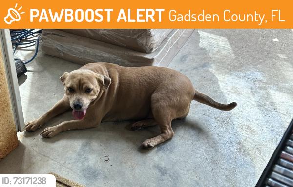 Found/Stray Female Dog last seen Post Plant Road/Friday Road, Gadsden County, FL 32352