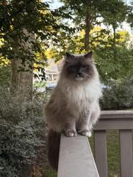 Lost Male Cat last seen Erie and Whitney, Cincinnati, OH 45227