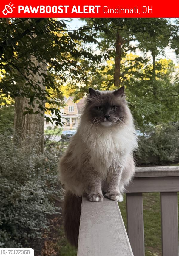 Lost Male Cat last seen Erie and Whitney, Cincinnati, OH 45227
