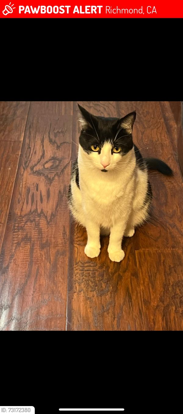 Lost Female Cat last seen Near richmond bart, Richmond, CA 94801