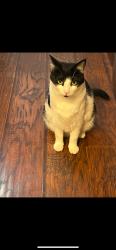 Lost Female Cat last seen Near richmond bart, Richmond, CA 94801