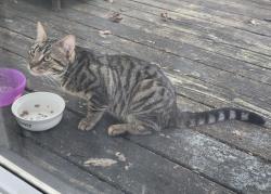 Found/Stray Unknown Cat last seen Bridlepath, Peachtree City, GA 30269