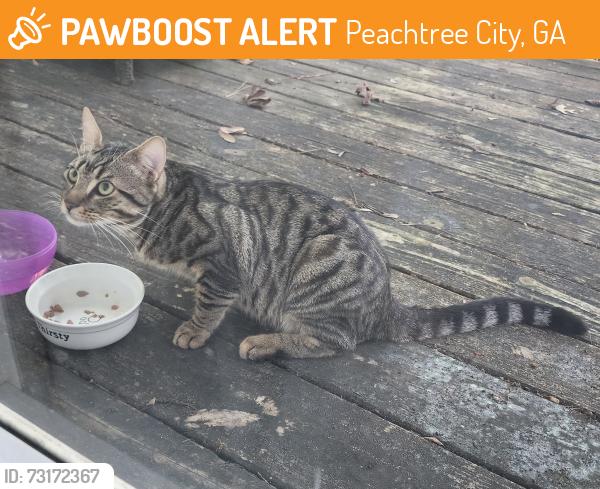 Found/Stray Unknown Cat last seen Bridlepath, Peachtree City, GA 30269
