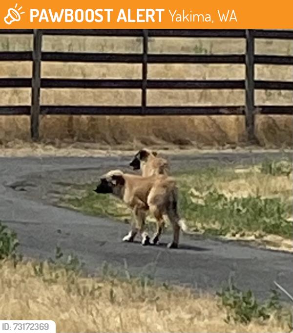 Found/Stray Unknown Dog last seen Near Cook Rd., Yakima, WA 98908