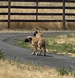 Found/Stray Unknown Dog last seen Near Cook Rd., Yakima, WA 98908