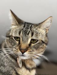 Lost Male Cat last seen Kings ranch rd & alameda rd, Gold Canyon, AZ 85118
