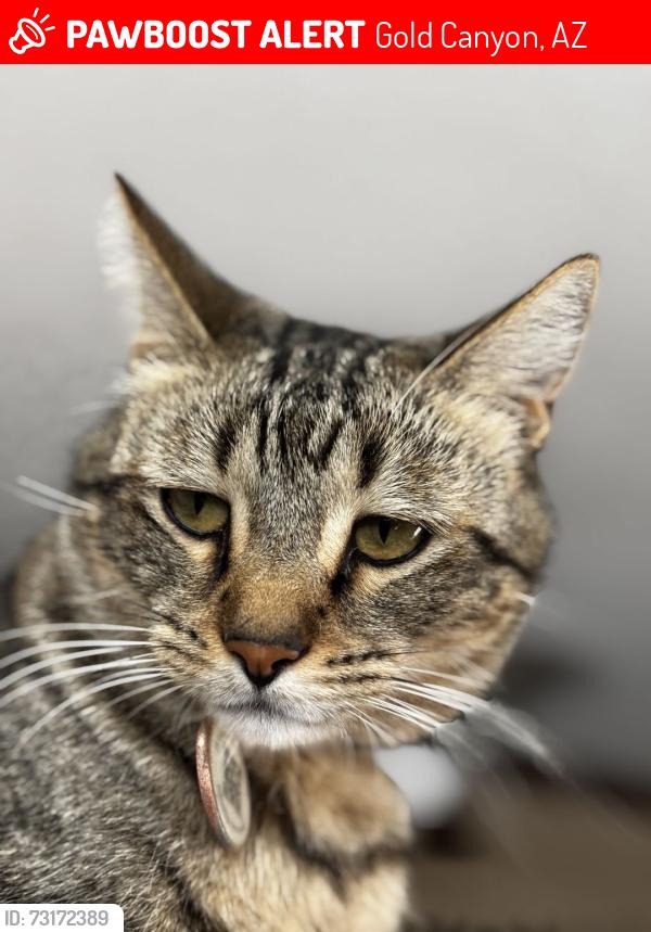 Lost Male Cat last seen Kings ranch rd & alameda rd, Gold Canyon, AZ 85118