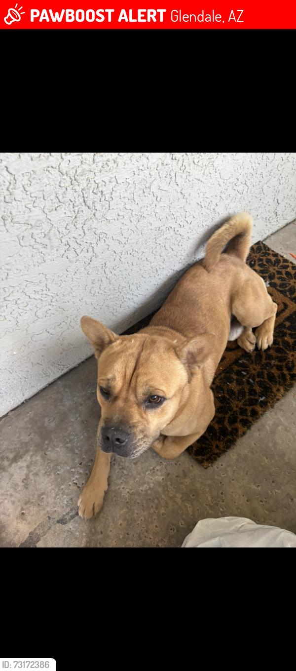 Lost Male Dog last seen 51st and glendale, Glendale, AZ 85301