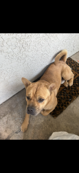 Lost Male Dog last seen 51st and glendale, Glendale, AZ 85301