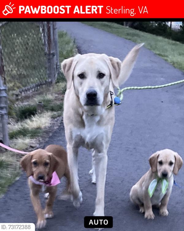 Lost Female Dog last seen None, Sterling, VA 20164