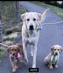 Lost Female Dog last seen None, Sterling, VA 20164
