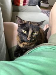 Found/Stray Female Cat last seen Ridlen and Glenway, Cincinnati, OH 45205