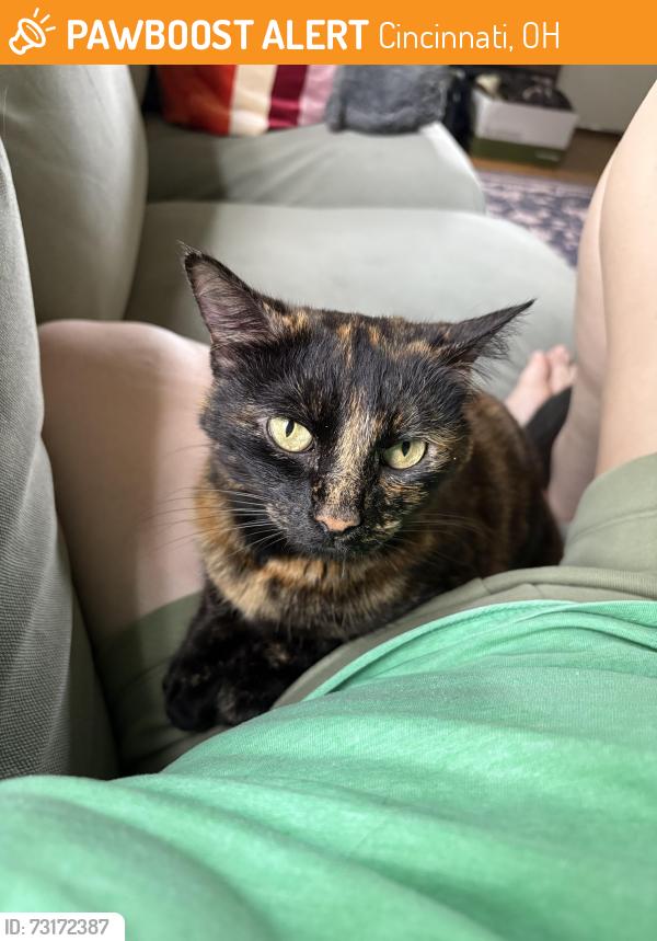 Found/Stray Female Cat last seen Ridlen and Glenway, Cincinnati, OH 45205