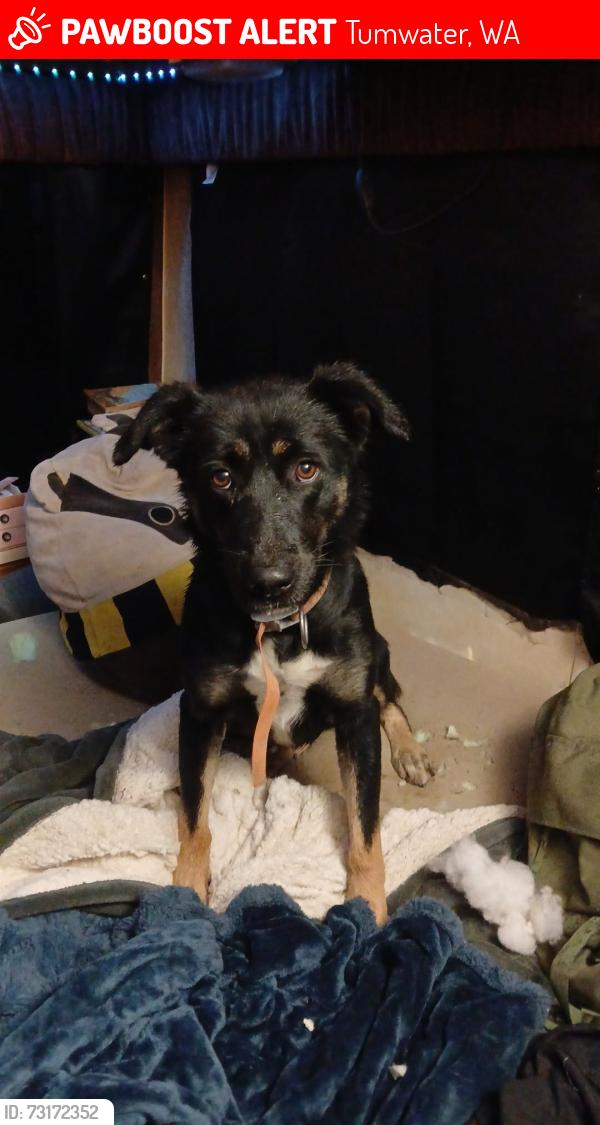 Lost Female Dog last seen Trosper rd, Tumwater, WA 98512