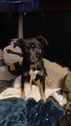 Lost Female Dog last seen Trosper rd, Tumwater, WA 98512