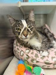 Shelter Stray Male Cat last seen Near BLOCK BANNOCK CIR, 12155 Park Blvd, Brighton, CO 80601, USA