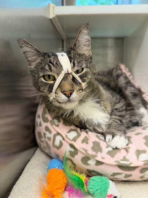 Shelter Stray Male Cat last seen Near BLOCK BANNOCK CIR, 12155 Park Blvd, Brighton, CO 80601, USA